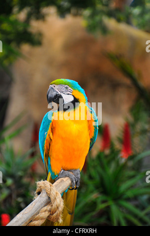 macaw blu dell'oro Foto Stock