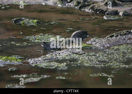 Dicembre 13, 2006 , San Diego,- due americani folaghe foraged per alimenti in Chollas Creek vicino a dove milioni di galloni di liquame crudo dalla Stazione Marittima di San Diego caserma versata in per quasi due anni. Credito: foto da John Gibbins/San Diego Union-Tribune/Zuma Press Copyright 2006 Foto Stock