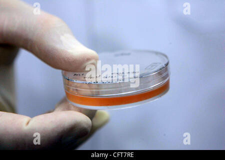 Dicembre 13, 2006 , San Diego,- Martedì, ED BAETGE, chief science officer di Novocell, terrà un piatto di cellule staminali embrionali dopo guardando loro sotto un microscopio. Credito: foto da John Gibbins/San Diego Union-Tribune/Zuma Press Copyright 2006 San Diego Union-Tribune Foto Stock