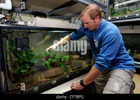 2 gennaio 2007 , San Diego,- Herpetologist JEFF LEMM, che lavora presso il San Diego Zoo Beckman Center presso il Wild Animal Park, con in pericolo giallo Rana zampe di girini e rane che hanno sollevato in laboratorio. BECKMAN raggiunto in uno dei serbatoi contenenti i capretti rane. Obbligatorio C Foto Stock