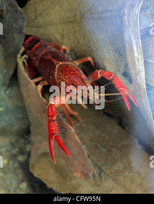 Febbraio 12th, 2007, Escondido, California, USA. Un gambero siede su un lasciare in Del Dios Creek lunedì in Escondido, California.  Credito: foto di Eduardo Contreras/San Diego Union-Tribune/Zuma premere. copyright 2006 San Diego Union-Tribune Foto Stock