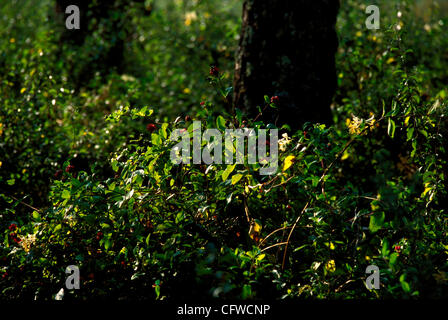PARQUE NACIONAL DE LAS ISLAS ATLANTICAS. Isole Cies VISTA GENERALE DE LAS ISLAS CIES desde el PICO DEL PRINCIPE EN LA MAYOR DE LAS ISLAS, LA ISLA NORTE O DE MONTEAGUDO. Parco Nazionale delle Isole Atlanticas. Isole Cies Foto Stock