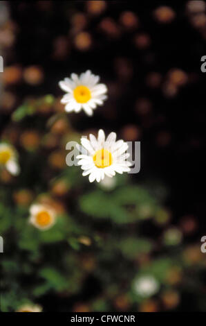 PARQUE NACIONAL DE LAS ISLAS ATLANTICAS. Isole Cies VISTA GENERALE DE LAS ISLAS CIES desde el PICO DEL PRINCIPE EN LA MAYOR DE LAS ISLAS, LA ISLA NORTE O DE MONTEAGUDO. Parco Nazionale delle Isole Atlanticas. Isole Cies Foto Stock