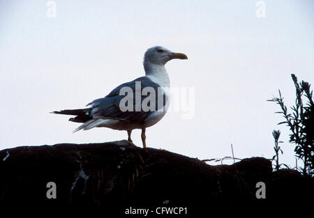 PARQUE NACIONAL DE LAS ISLAS ATLANTICAS. Isole Cies VISTA GENERALE DE LAS ISLAS CIES desde el PICO DEL PRINCIPE EN LA MAYOR DE LAS ISLAS, LA ISLA NORTE O DE MONTEAGUDO. Parco Nazionale delle Isole Atlanticas. Isole Cies Foto Stock