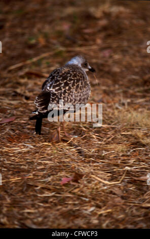 PARQUE NACIONAL DE LAS ISLAS ATLANTICAS. Isole Cies VISTA GENERALE DE LAS ISLAS CIES desde el PICO DEL PRINCIPE EN LA MAYOR DE LAS ISLAS, LA ISLA NORTE O DE MONTEAGUDO. Parco Nazionale delle Isole Atlanticas. Isole Cies Foto Stock