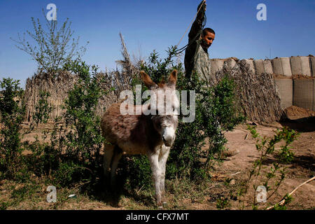 Mar 27, 2007 - Shakarah, Diyala, IRAQ - Sgt. KENNY ALICEA, del Bronx, New York, passeggiate un asino chiamato Das Mule a Patrol Base K-wal in Shakarah, Iraq, Martedì, Marzo 27, 2007. Il piccolo avamposto è dedicato a Spc. Stephen Kowalczyk che è stato ucciso da un cecchino in marzo 14.L'asino è venuto con la t Foto Stock