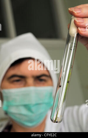 Novgorod Centro di epidemiologia. Tick laboratorio di ricerca per la diagnosi di tick malattie come virus dell'encefalite . Foto Stock