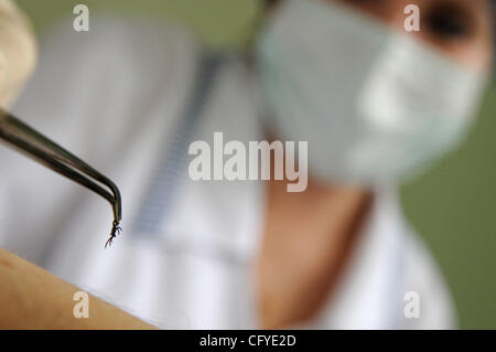 Novgorod Centro di epidemiologia. Tick laboratorio di ricerca per la diagnosi di tick malattie come virus dell'encefalite . Foto Stock