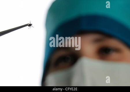 Novgorod Centro di epidemiologia. Tick laboratorio di ricerca per la diagnosi di tick malattie come virus dell'encefalite . Foto Stock