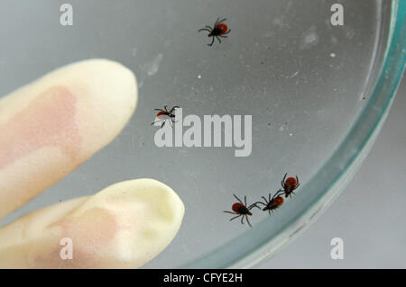 Novgorod Centro di epidemiologia. Tick laboratorio di ricerca per la diagnosi di tick malattie come virus dell'encefalite . Foto Stock