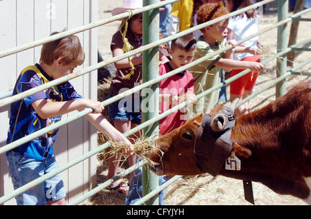 La folla di giovani membri alimentano il sterzare durante la Rowell Ranch Rodeo in Castro Valley domenica 20 maggio, 2007.(Sean Connelley/Oakland Tribune) Foto Stock