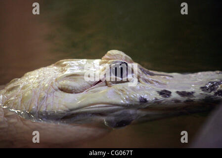 061307 ha incontrato il personale whitegator foto di Libby Volgyes / Palm Beach post per la storia di CLO 0039342A WEST PALM BEACH/FL 'Mardi,' un alligatore bianco pone per le foto presso lo Zoo di Palm Beach mercoledì mattina. Il coccodrillo rare sarà sul display a partire da venerdì fino alla fine di settembre. Mardi (come ho Foto Stock