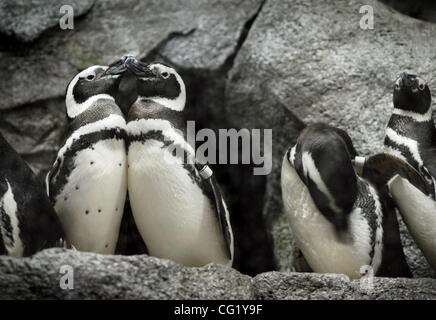 LEDE - pinguini riposano e preen gli uni con gli altri al Giardino Zoologico di Sacramento Aprile 5, 2007. Sei i pinguini di Magellano sono ora sul display come parte di un'esposizione temporanea, in esecuzione fino a ottobre per celebrare l'ottantesimo anno del Giardino Zoologico di Sacramento. I Pinguini sono in prestito dal San Francisco Zoo. La loro speci Foto Stock