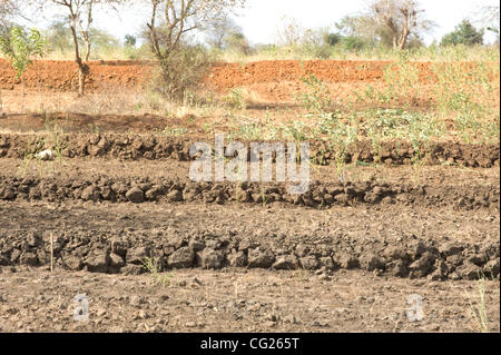 2 agosto 2011 - Kayalambi (villaggio, Kenya - Agosto 2, 2011, Kayalambi, Kenya - un primo esempio di terrazzamento in costruzione sulle aziende agricole private nel distretto di Kathonzweni nel quartiere Kathonzweni del sud del Kenya. Attraverso il lavoro di un'organizzazione internazionale non governativa (ONG), 17,32 Foto Stock