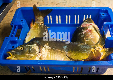 Carpa fresca memorizzati nei vassoi sono pronti per la vendita in un Mahane Yehuda Market Negozio di pesce. Gerusalemme, Israele. 4-Settembre-2012. Agricoltura Ministero stime più di mille tonnellate di carpe sarà trasformato in pesce Gefilte, di tradizione ebraica piatto europeo, polpette di disossata, massa, carpa, coregoni o lucci e consumato durante il prossimo ebraica vacanze alta. Foto Stock