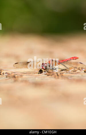 Un maschio di Ruddy Darter dragonfly si appoggia al sole in Essex, UK giovedì 13 settembre 2012. Foto Stock