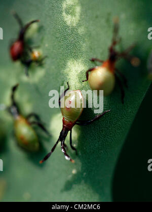 Sett. 21, 2012 - Ft. Vale la pena, Texas, Stati Uniti d'America - 21 settembre 2012 Ft. Vale la pena, Tx. Stati Uniti d'America. Un smidollati ficodindia cactus è l'host per queste ninfe di cactus bug (Chelinidea vittiger, famiglia Coreidae) in Ft. Vale la pena, Tx. Questa ampia gamma di specie avviene attraverso gli Stati Uniti e verso sud al nord del Messico dovunque ficodindia host possono essere trovati. Le Zone scolorite sulla piazzola sono effectes degli insetti. (Credito Immagine: © Ralph Lauer/ZUMAPRESS.com) Foto Stock