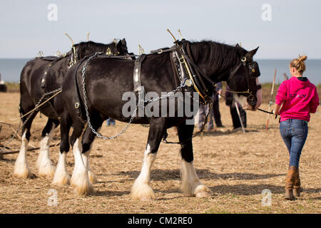 Il Galles, UK. 22 settembre 2012. Shire cavalli a 53a tutti il Galles campionati di aratura e cinque nazioni sfida a Morfa Mawr, Llanon, Ceredigion detenute nel glorioso sole durante il weekend. Foto Stock