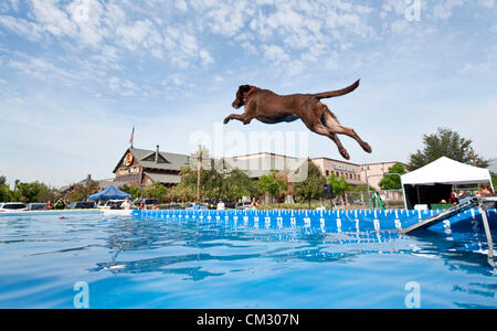 Rancho Cucamonga, CA, Stati Uniti d'America. Il 22 settembre 2012. Kahlua, un Labrador Retriever, compete nella fase finale del 2012 Nazionale cane Splash campionati.(Immagine di credito: © Brian Cahn/ZUMAPRESS.com) Foto Stock