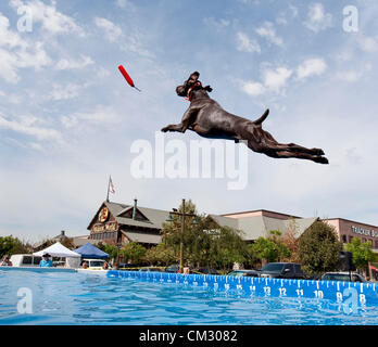 Rancho Cucamonga, CA, Stati Uniti d'America. Il 22 settembre 2012. Murphy, un tedesco Short-Haired puntatore, compete nella fase finale del 2012 Nazionale cane Splash campionati.(Immagine di credito: © Brian Cahn/ZUMAPRESS.com) Foto Stock