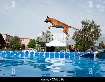 Rancho Cucamonga, CA, Stati Uniti d'America. Il 22 settembre 2012. Karnak, un belga Malinois, compete nella fase finale del 2012 Nazionale cane Splash campionati.(Immagine di credito: © Brian Cahn/ZUMAPRESS.com) Foto Stock