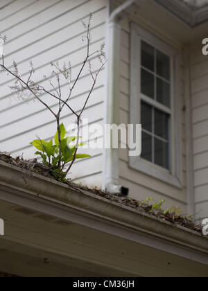 9 marzo 2012 - Talahassee, Florida, Stati Uniti - coltivazione di piante da casa di gronda un precluso home in Talahassee, Florida, Stati Uniti (credito Immagine: © David H. pozzetti/ZUMAPRESS.com) Foto Stock