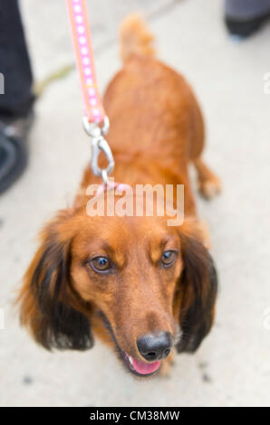 Sett. 22, 2012 - Bellmore, New York STATI UNITI - Rosso longhaired bassotto a pink guinzaglio vede il livello del suolo vista della ventiseiesima edizione della famiglia Bellmore Street Festival. Più persone rispetto alla ben più di 120.000 che hanno partecipato alla lunga isola fair dello scorso anno erano attesi. Foto Stock
