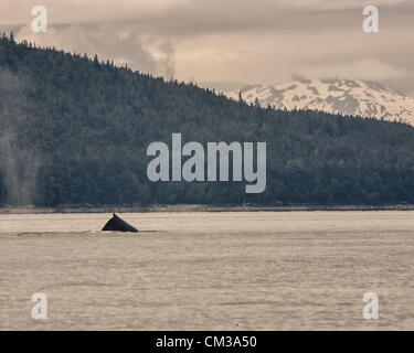 5 luglio 2012 - Borough di Juneau, Alaska, USA - La pinna dorsale di un Humpback Whale (Megaptera novaeangliae), una specie protetta, situato appena al di sopra della sua gobba prominente, è visibile come archi il suo retro prima di immergersi in Stephens passaggio, tra Auke Bay e Juneau, Alaska (credito Immagine: © Arnold Drapkin/ZUMAPRESS.com) Foto Stock