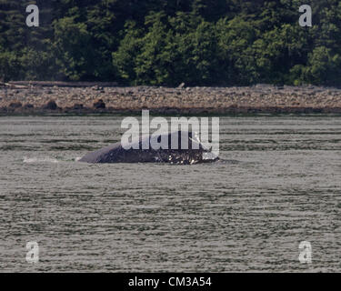 5 luglio 2012 - Borough di Juneau, Alaska, USA - La pinna dorsale di un Humpback Whale (Megaptera novaeangliae), una specie protetta, situato appena al di sopra della sua gobba prominente, è visibile come archi il suo retro prima di immergersi in Stephens passaggio, tra Auke Bay e Juneau, Alaska (credito Immagine: © Arnold Drapkin/ZUMAPRESS.com) Foto Stock