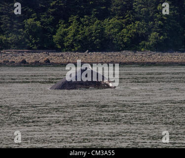 5 luglio 2012 - Borough di Juneau, Alaska, USA - La pinna dorsale di un Humpback Whale (Megaptera novaeangliae), una specie protetta, situato appena al di sopra della sua gobba prominente, è visibile come archi il suo retro prima di immergersi in Stephens passaggio, tra Auke Bay e Juneau, Alaska (credito Immagine: © Arnold Drapkin/ZUMAPRESS.com) Foto Stock