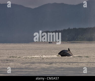 5 luglio 2012 - Borough di Juneau, Alaska, USA - La pinna dorsale di un Humpback Whale (Megaptera novaeangliae), una specie protetta, situato appena al di sopra della sua gobba prominente, è visibile come archi il suo retro prima di immergersi in Stephens passaggio, tra Auke Bay e Juneau, Alaska (credito Immagine: © Arnold Drapkin/ZUMAPRESS.com) Foto Stock