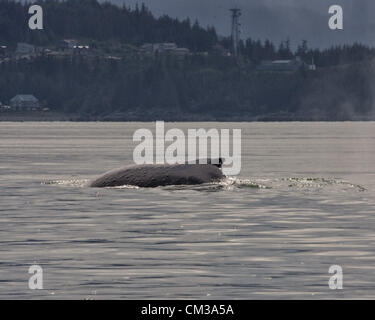 5 luglio 2012 - Borough di Juneau, Alaska, USA - La pinna dorsale di un Humpback Whale (Megaptera novaeangliae), una specie protetta, situato appena al di sopra della sua gobba prominente, è visibile come archi il suo retro prima di immergersi in Stephens passaggio, tra Auke Bay e Juneau, Alaska (credito Immagine: © Arnold Drapkin/ZUMAPRESS.com) Foto Stock