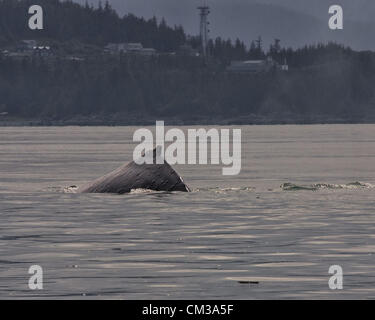 5 luglio 2012 - Borough di Juneau, Alaska, USA - La pinna dorsale di un Humpback Whale (Megaptera novaeangliae), una specie protetta, situato appena al di sopra della sua gobba prominente, è visibile come archi il suo retro prima di immergersi in Stephens passaggio, tra Auke Bay e Juneau, Alaska (credito Immagine: © Arnold Drapkin/ZUMAPRESS.com) Foto Stock