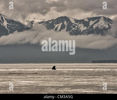 5 luglio 2012 - Borough di Juneau, Alaska, USA - La pinna dorsale di un Humpback Whale (Megaptera novaeangliae), una specie protetta, situato appena al di sopra della sua gobba prominente, è visibile come archi il suo retro prima di immergersi in Stephens passaggio, tra Auke Bay e Juneau, Alaska (credito Immagine: © Arnold Drapkin/ZUMAPRESS.com) Foto Stock