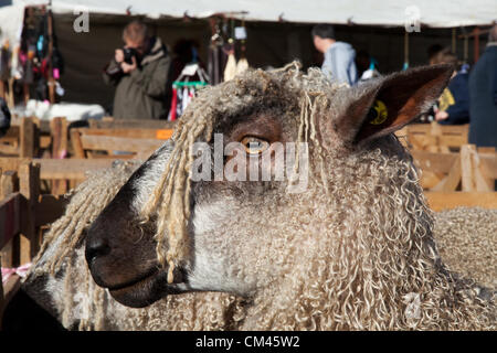 Teeswater pecore di razza rara e la folla della pecora annuale a giudicare e fiera, un evento di beneficenza tenutosi il 29 e 30 settembre 2012 a Masham market place vicino a Ripon nel North Yorkshire Dales. Regno Unito. Foto Stock