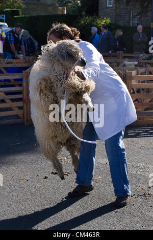 Inquieto e mal si è comportata Wensleydale pecora rare razze di pecora a pecora annuale a giudicare e fiera, un evento di beneficenza tenutosi il 29 e 30 settembre 2012 a Masham market place vicino a Ripon nel North Yorkshire Dales. Foto Stock