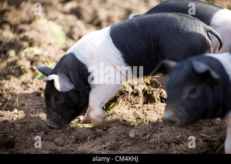 Suaddleback britannico Piglets foraging per il cibo nel fango. Una torta britannica Di razza Rara che è nera & bianca. Foto Stock