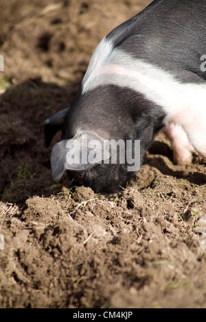 Suaddleback britannico Piglets foraging per il cibo nel fango. Una torta britannica Di razza Rara che è nera & bianca. Foto Stock