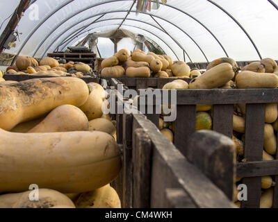 Il 4 ottobre, 2012 - Northfield, Minnesota, USA - Aprire le mani Farm è un organico fattoria di famiglia al di fuori di Northfield, Minnesota, di proprietà e gestito da Ben Doherty (Massachusetts) e Erin Johnson (Minnesota). Doherty e Johnson ha studiato agricoltura per anni in su la costa est prima di trasferirsi in Minnesota. Essi hanno posseduto la fattoria per sette anni. In un primo momento la convenzionale grecato agricoltori ci sarebbe troppo molte erbacce, ma dopo un anno i vicini venuti tutti a dire ''ciao.'' l'agriturismo ha 1 1/2 dipendenti. Essa vende soprattutto con un programma CSA e condividere i detentori di un prelevamento di verdure o di scegliere le proprie. (Credito immagine: Foto Stock