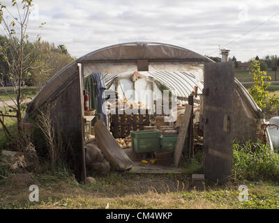 Il 4 ottobre, 2012 - Northfield, Minnesota, USA - Aprire le mani Farm è un organico fattoria di famiglia al di fuori di Northfield, Minnesota, di proprietà e gestito da Ben Doherty (Massachusetts) e Erin Johnson (Minnesota). Doherty e Johnson ha studiato agricoltura per anni in su la costa est prima di trasferirsi in Minnesota. Essi hanno posseduto la fattoria per sette anni. In un primo momento la convenzionale grecato agricoltori ci sarebbe troppo molte erbacce, ma dopo un anno i vicini venuti tutti a dire ''ciao.'' l'agriturismo ha 1 1/2 dipendenti. Essa vende soprattutto con un programma CSA e condividere i detentori di un prelevamento di verdure o di scegliere le proprie. (Credito immagine: Foto Stock