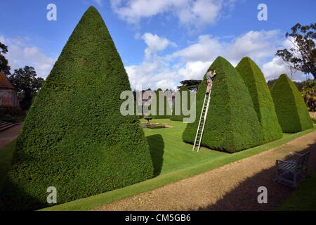 Athelhampton, Dorset, Regno Unito. 8 ottobre 2012. Patrick Cooke spende quasi due settimane di ogni anno fino a scaletta 12 di trimming iconico 30 piede alta Yew Tree piramidi a sua dimora signorile a Athelhampton Dorset. Foto di: Dorset Servizio media Foto Stock