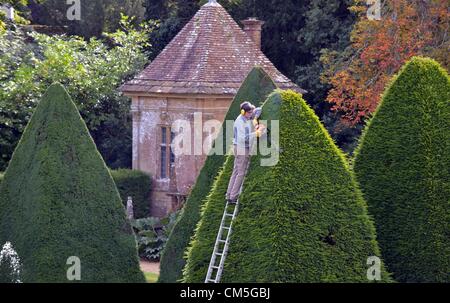 Athelhampton, Dorset, Regno Unito. 8 ottobre 2012. Patrick Cooke spende quasi due settimane di ogni anno fino a scaletta 12 di trimming iconico 30 piede alta Yew Tree piramidi a sua dimora signorile a Athelhampton Dorset. Foto di: Dorset Servizio media Foto Stock