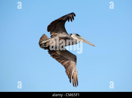 Ottobre 13, 2012 - Huntington Beach, California, Stati Uniti - Brown pelican presso le zone umide di riserva. Approva il pannello 111 case nei pressi di Bolsa Chica zone umide. Parkside Estates includono case monofamiliari, spazio parcheggio, sentieri e le zone umide in Huntington Beach dopo la California costiera di approvazione della Commissione. Bolsa Chica riserva ecologica è una riserva naturale nella città di Huntington Beach. Esso è designato dal dipartimento della California di pesce e di selvaggina per proteggere una zona umida costiera, con i suoi residenti e minacciate specie in via di estinzione. "Bolsa Chica' significa 'piccolo sacco" in spagnolo. Delimitato su di un lato da Pac Foto Stock