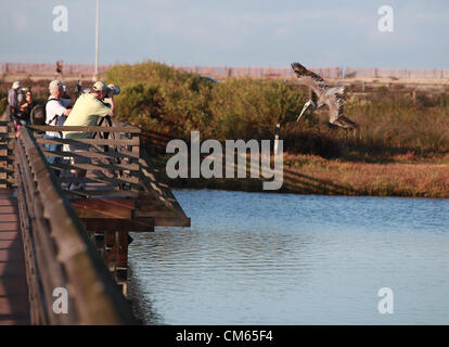 Ottobre 13, 2012 - Huntington Beach, California, Stati Uniti - Brown pelican immersioni per pescare in zone umide di riserva. Approva il pannello 111 case nei pressi di Bolsa Chica zone umide. Parkside Estates includono case monofamiliari, spazio parcheggio, sentieri e le zone umide in Huntington Beach dopo la California costiera di approvazione della Commissione. Bolsa Chica riserva ecologica è una riserva naturale nella città di Huntington Beach. Esso è designato dal dipartimento della California di pesce e di selvaggina per proteggere una zona umida costiera, con i suoi residenti e minacciate specie in via di estinzione. "Bolsa Chica' significa 'piccolo sacco" in spagnolo. Delimitato su Foto Stock