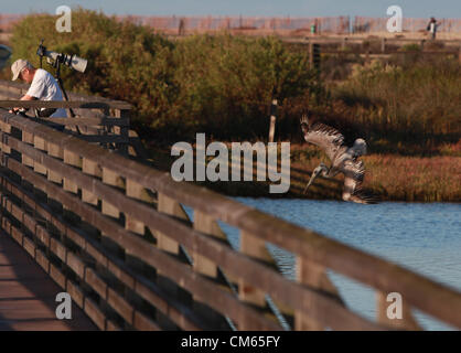 Ottobre 13, 2012 - Huntington Beach, California, Stati Uniti - Brown pelican immersioni per pescare in zone umide di riserva. Approva il pannello 111 case nei pressi di Bolsa Chica zone umide. Parkside Estates includono case monofamiliari, spazio parcheggio, sentieri e le zone umide in Huntington Beach dopo la California costiera di approvazione della Commissione. Bolsa Chica riserva ecologica è una riserva naturale nella città di Huntington Beach. Esso è designato dal dipartimento della California di pesce e di selvaggina per proteggere una zona umida costiera, con i suoi residenti e minacciate specie in via di estinzione. "Bolsa Chica' significa 'piccolo sacco" in spagnolo. Delimitato su Foto Stock