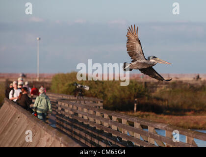 Ottobre 13, 2012 - Huntington Beach, California, Stati Uniti - Brown pelican immersioni per pescare in zone umide di riserva. Approva il pannello 111 case nei pressi di Bolsa Chica zone umide. Parkside Estates includono case monofamiliari, spazio parcheggio, sentieri e le zone umide in Huntington Beach dopo la California costiera di approvazione della Commissione. Bolsa Chica riserva ecologica è una riserva naturale nella città di Huntington Beach. Esso è designato dal dipartimento della California di pesce e di selvaggina per proteggere una zona umida costiera, con i suoi residenti e minacciate specie in via di estinzione. "Bolsa Chica' significa 'piccolo sacco" in spagnolo. Delimitato su Foto Stock