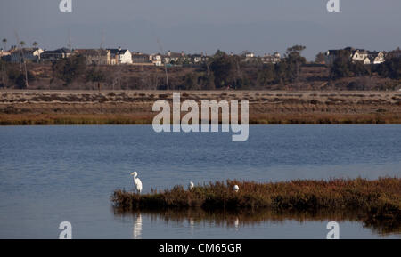 Ottobre 13, 2012 - Huntington Beach, California, Stati Uniti - Airone bianco maggiore in corrispondenza di zone umide di riserva. Approva il pannello 111 case nei pressi di Bolsa Chica zone umide. Parkside Estates includono case monofamiliari, spazio parcheggio, sentieri e le zone umide in Huntington Beach dopo la California costiera di approvazione della Commissione. Bolsa Chica riserva ecologica è una riserva naturale nella città di Huntington Beach. Esso è designato dal dipartimento della California di pesce e di selvaggina per proteggere una zona umida costiera, con i suoi residenti e minacciate specie in via di estinzione. "Bolsa Chica' significa 'piccolo sacco" in spagnolo. Delimitata su un lato dalla Pacif Foto Stock