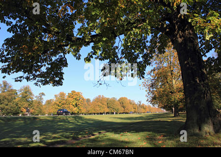 14 ott 2012. Bushy Park, SW LONDRA, REGNO UNITO. Incandescente colori autunnali di castagno foglie di castagno Avenue, Bushy Park. Foto Stock