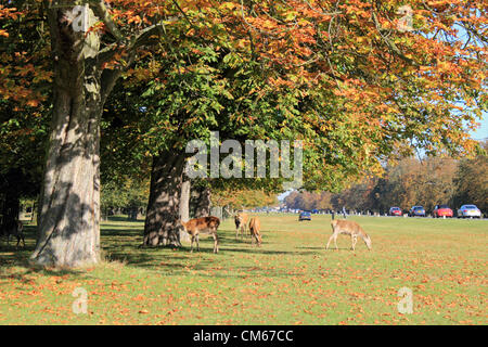 14 ott 2012. Bushy Park, SW LONDRA, REGNO UNITO. Il pascolo di cervi sotto il cavallo di castagni sul castagno Avenue a Bushy Park sulla gloriosa mattina autunnale. Foto Stock