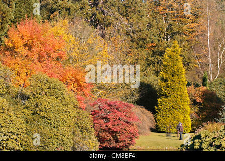 Parco Giardino di Sheffield, Sussex Regno Unito autunno le tinte di rosso e oro nel tardo ottobre sunshine. Progettato da Capability Brown verso la fine del XVIII secolo, la station wagon è gestito dalla National Trust. Foto Stock